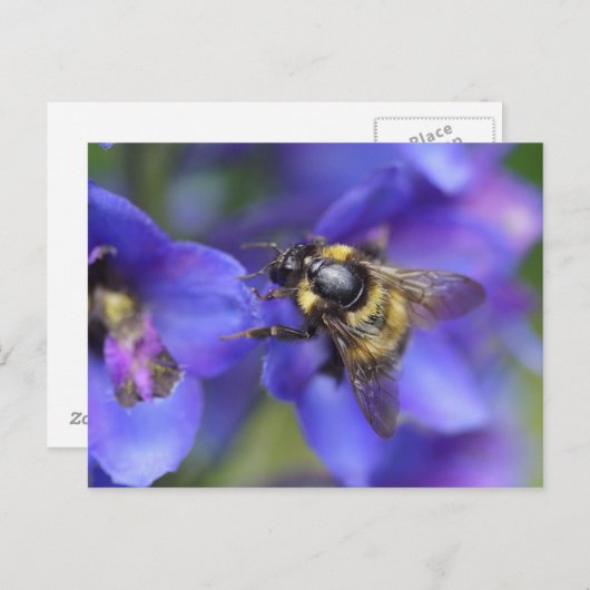 Nahe Hummeln Postkarte (Vorne/Hinten)