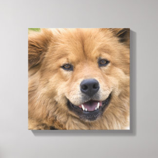 Nahe Hunde mit Chow Mix im Freien. Leinwanddruck
