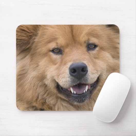 Nahe Hunde mit Chow Mix im Freien. Mousepad (Mit Mouse)