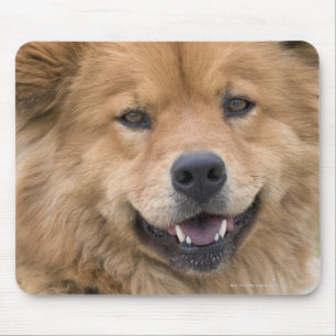 Nahe Hunde mit Chow Mix im Freien. Mousepad