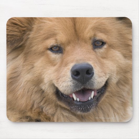 Nahe Hunde mit Chow Mix im Freien. Mousepad (Vorne)