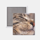 Nahe Katzenflüster und Maulesel Magnet (Vorderseite/Rückseite)