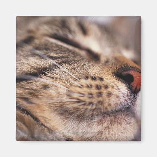 Nahe Katzenflüster und Maulesel Magnet (Vorne)