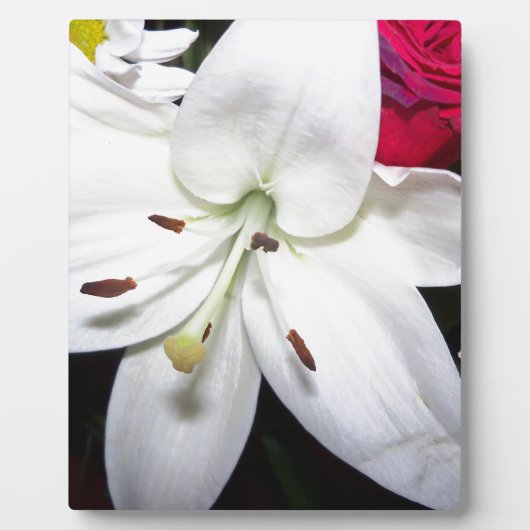 Nahe Lilie Fotoplatte (Vorderseite)