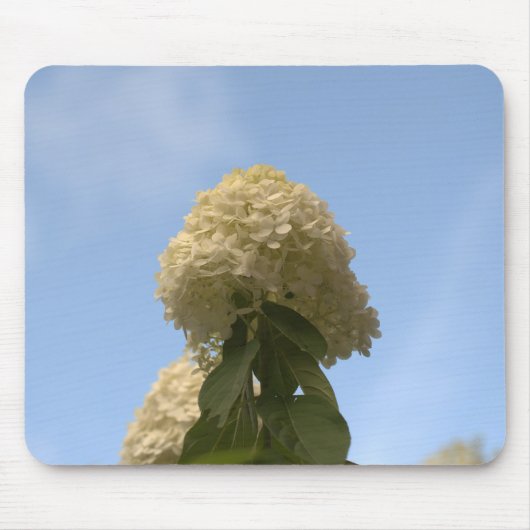 Nahe Limone Hydrangeas, die auf Sky Mousepad zeige (Vorne)