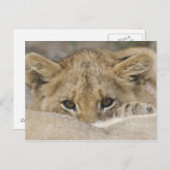 Nahe Löwenhaube Postkarte (Vorne/Hinten)