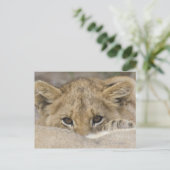 Nahe Löwenhaube Postkarte (Stehend Vorderseite)