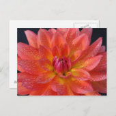 Nahe Mitte von orange dahlia, Dahlia Postkarte (Vorne/Hinten)