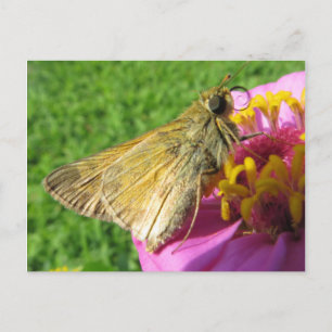 Nahe Motte auf Blume Postkarte