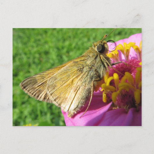 Nahe Motte auf Blume Postkarte (Vorderseite)