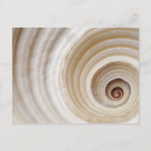 Nahe Muschel eines Tieres Postkarte