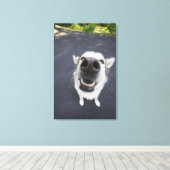 Nahe Nasenblase von Husky Leinwanddruck (Insitu (Holzboden))