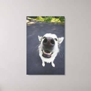 Nahe Nasenblase von Husky Leinwanddruck