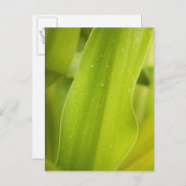 Nahe Nassblattauflage Postkarte (Vorne/Hinten)