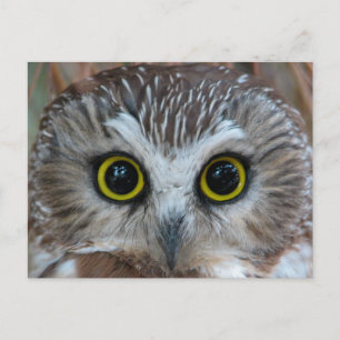 Nahe Nordsäge-Weiße Postkarte