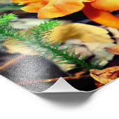 Nahe Orangenpilze bis 8x10 Fotodruck (Ecke)