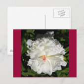 nahe Päonia lactiflora Postkarte (Vorne/Hinten)