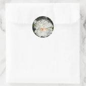 nahe Päonia lactiflora Runder Aufkleber (Tasche)