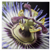 nahe Passionblume (MR) Fliese (Vorderseite)