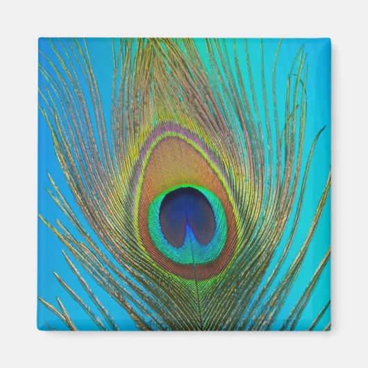 Nahe Pfauenfeder Magnet (Vorne)