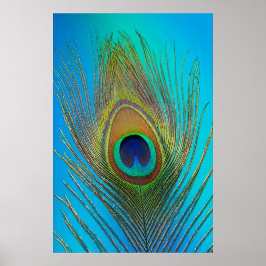 Nahe Pfauenfeder Poster (Vorne)