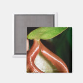 Nahe Pflanze Magnet (Vorderseite/Rückseite)