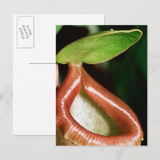 Nahe Pflanze Postkarte (Vorne/Hinten)