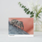 Nahe Postkarte für den Springen der Spinne (Stehend Vorderseite)