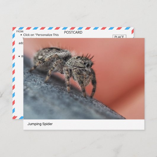 Nahe Postkarte für den Springen der Spinne (Vorne/Hinten)