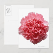 Nahe rosa Narbenkarnation Postkarte (Vorne/Hinten)