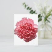 Nahe rosa Narbenkarnation Postkarte (Stehend Vorderseite)
