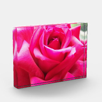 Nahe Rosa Rosa Fotoblock