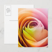Nahe Rose Petals Postkarte (Vorne/Hinten)