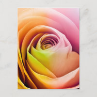Nahe Rose Petals