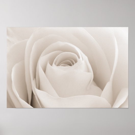 Nahe Rosenblätter Poster (Vorne)