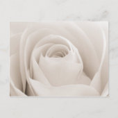 Nahe Rosenblätter Postkarte (Vorderseite)