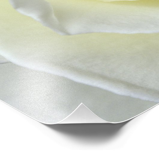 Nahe Rosendetails Fotodruck (Ecke)