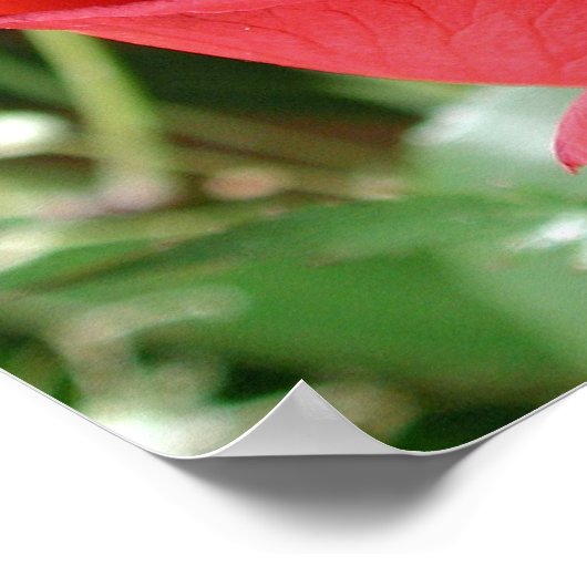 Nahe rote Rose Poster (Ecke)