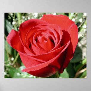 Nahe rote Rose Poster
