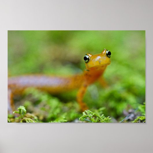 Nahe Sicht auf die Longtail-Salamander-Seite Poster (Vorne)
