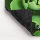 Nahe, sukkulente Pflanze mit Wassertröpfchen Mousepad (Ecke)
