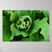 Nahe, sukkulente Pflanze mit Wassertröpfchen Poster (Vorne)