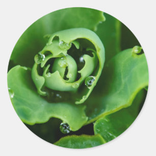 Nahe, sukkulente Pflanze mit Wassertröpfchen Runder Aufkleber