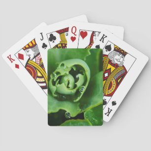 Nahe, sukkulente Pflanze mit Wassertröpfchen Spielkarten