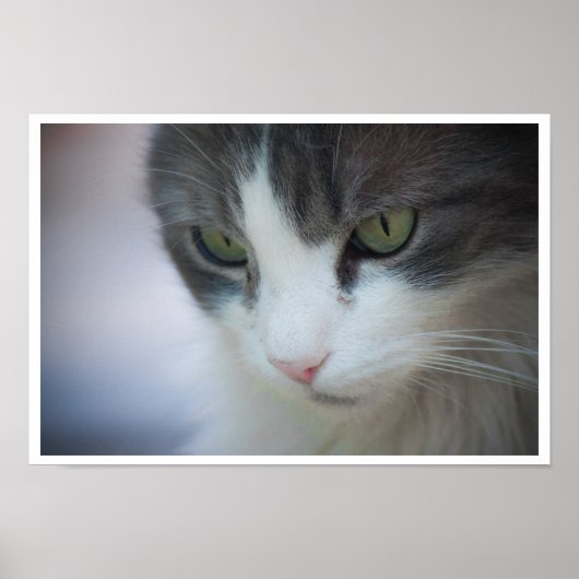 Nahe Tablette und weiße Katze Poster (Vorne)