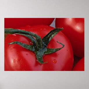 Nahe Tomatenzucht Poster