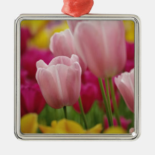 Nahe Tulpe-Blume, Kuekenhof Gardens, Silbernes Ornament