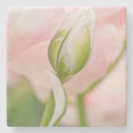 Nahe Tulpe- und Knospen Steinuntersetzer (Vorderseite)