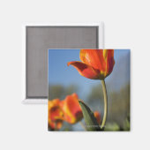 Nahe Tulpenbildung bei Blume Magnet (Vorderseite/Rückseite)