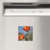 Nahe Tulpenbildung bei Blume Magnet (In Situ (Geschirrspüler))